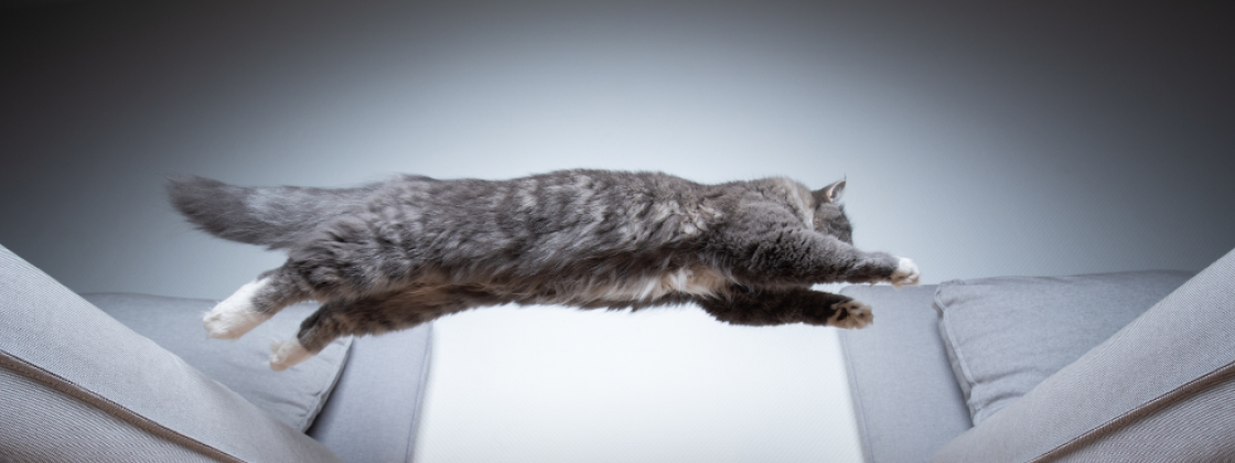 Kolagen dla kotów - smaczne rozwiązanie problemów z bólem stawów 