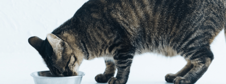 Co zrobić, jeśli mój pies lub kot nie chce przyjmować suplementów diety?