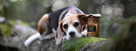 Drożdże nieaktywne jako naturalny probiotyk dla psa - poznaj ich wpływ na układ trawienny