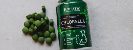 Chlorella dla psa — jak wpływa na jego zdrowie?