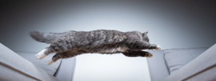 Kolagen dla kotów - smaczne rozwiązanie problemów z bólem stawów 