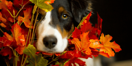 Jak podnieść odporność u psa w okresie jesienno-zimowym?